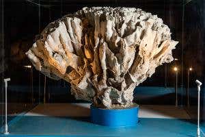 Rare giants of coral reefs gather in London