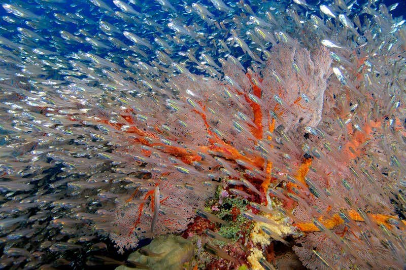 New Scientist. Science news and long reads from expert journalists, covering developments in science, technology, health and the environment on the website and the magazine.