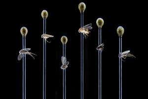 Thirty new fly species found in LA's urban sprawl