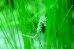 Seahorse reveals secrets of paradoxical grasping tail