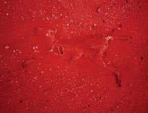 Kangaroo frozen in time by red dust storm