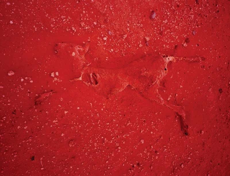 New Scientist. Science news and long reads from expert journalists, covering developments in science, technology, health and the environment on the website and the magazine.