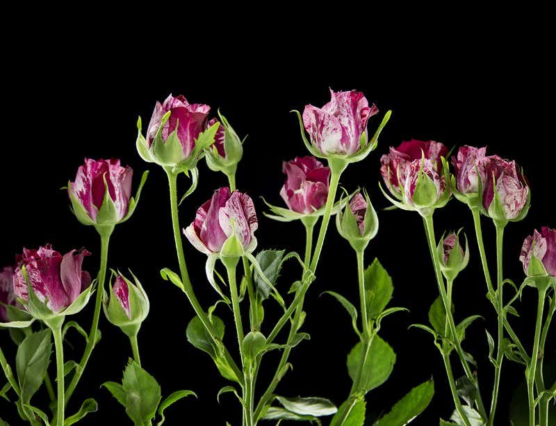 New Scientist. Science news and long reads from expert journalists, covering developments in science, technology, health and the environment on the website and the magazine.