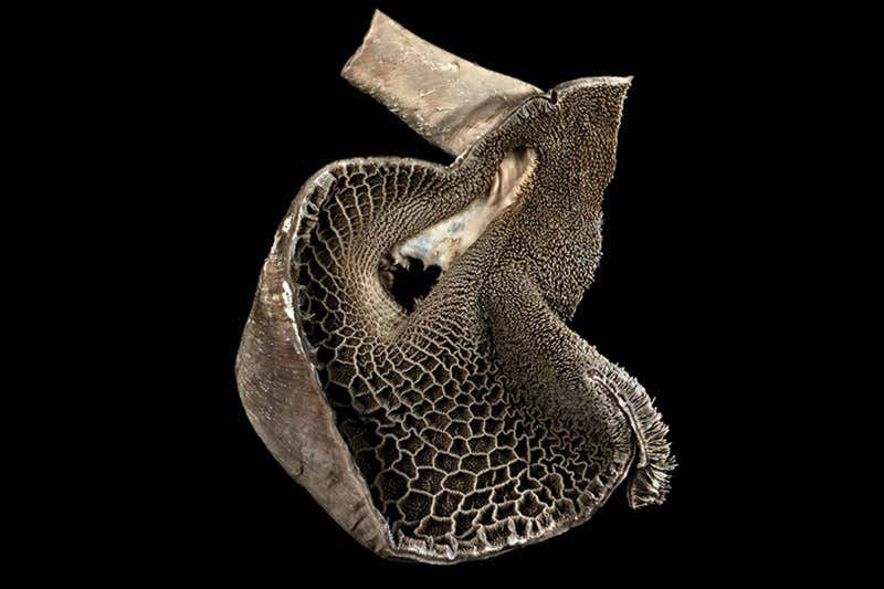 My little fetal pony wins top Wellcome photo prize