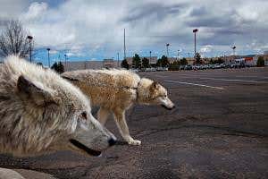 How our wolf-dogs hounded out the Neanderthals