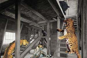 Chance: The importance of randomness in evolution