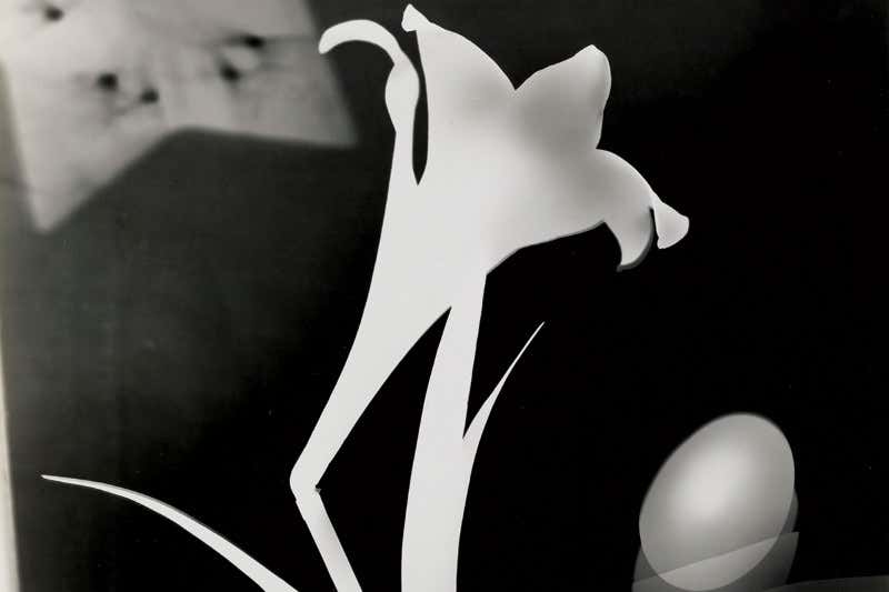 Reverse silhouettes capture the beauty of nature