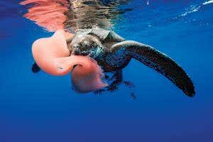 Zoologger: The semaphore 'worms' as big as sperm whales