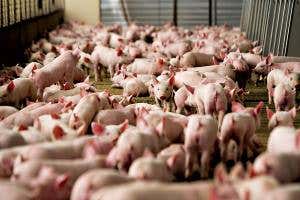 Superbug risk from tonnes of antibiotics fed to animals