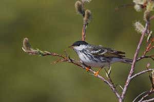 12-gram songbird flies for days non-stop over Atlantic