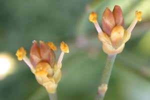 Werewolf plant waits for the light of the full moon