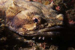 Zoologger: Bagpiper fish keeps intruders away with song