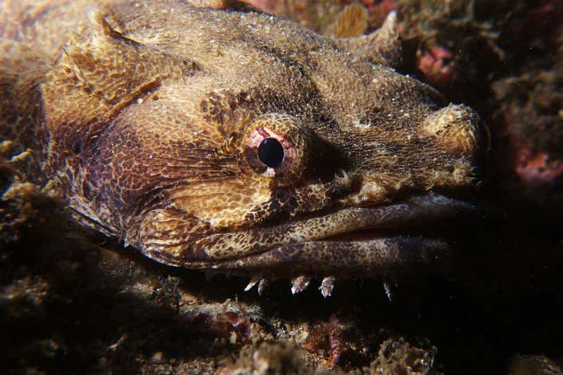 New Scientist. Science news and long reads from expert journalists, covering developments in science, technology, health and the environment on the website and the magazine.