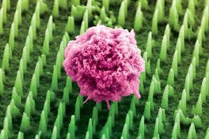 Nanoscale bed of nails to make organs behave better
