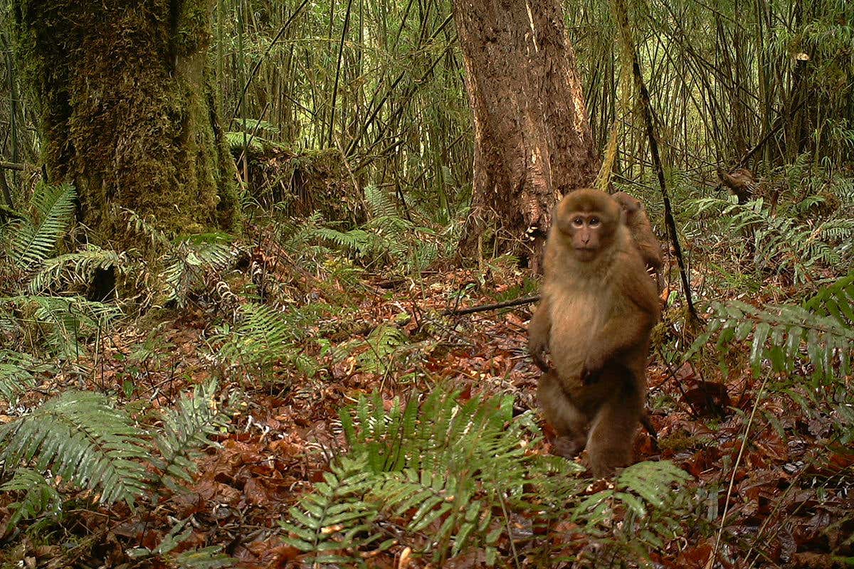 A monkey in a forest