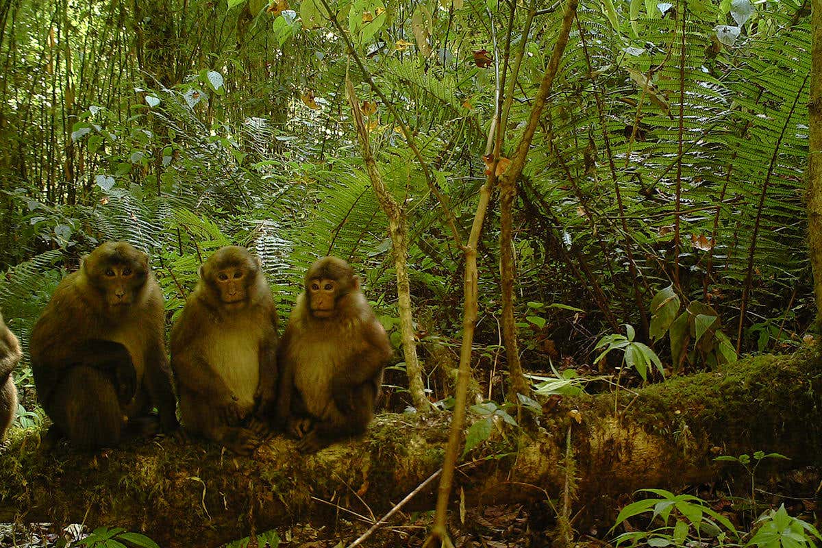 Three young monkeys in a forest