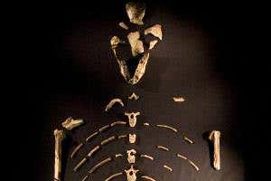 Baboon bone found in famous Lucy skeleton