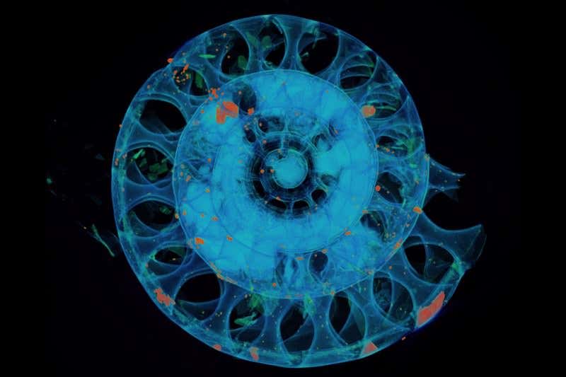 New Scientist. Science news and long reads from expert journalists, covering developments in science, technology, health and the environment on the website and the magazine.