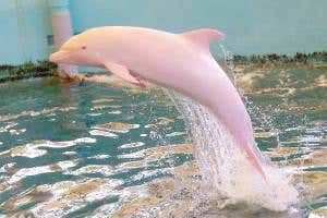 Japan's jumping pink dolphin is one of a kind