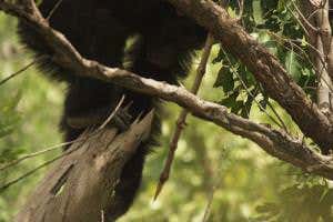 Women may have pioneered hunting with weapons