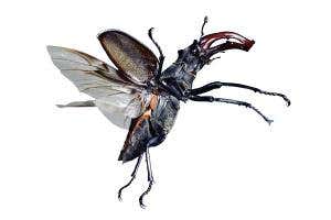 Stag beetles' unwieldy jaws are surprisingly slick in flight