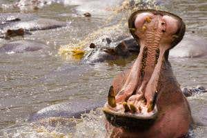 Hippo dung is health food for river animals