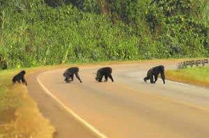Wild chimps look both ways before crossing roads