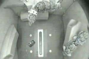 Space geckos seen playing on their trip into orbit