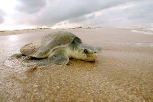 After the spill: Mystery of the vanishing Gulf of Mexico turtles