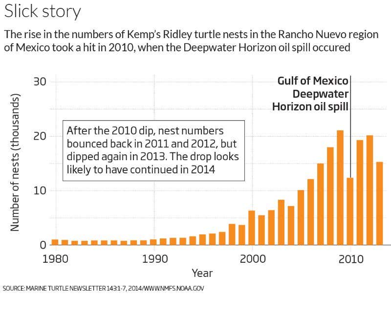 After the spill: Mystery of the vanishing Gulf of Mexico turtles