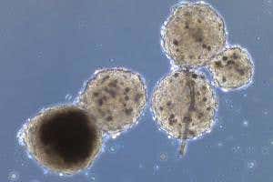 Mini 3D printed organs mimic beating heart and liver