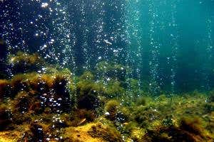 Miniature sea snails found in acidic sea near volcanic seeps