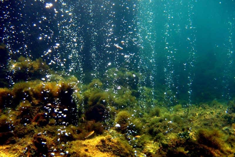 New Scientist. Science news and long reads from expert journalists, covering developments in science, technology, health and the environment on the website and the magazine.