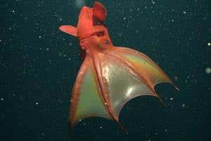 Vampire feeds on decaying matter and spawns eggs in batches