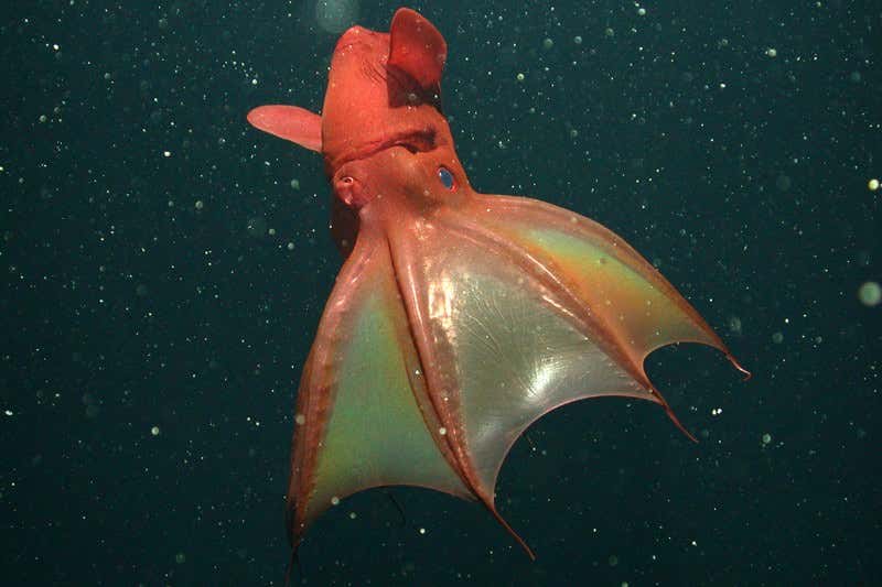 New Scientist. Science news and long reads from expert journalists, covering developments in science, technology, health and the environment on the website and the magazine.