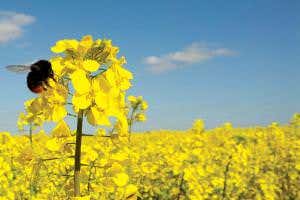 Tainted love: Bees prefer food laced with harmful pesticides