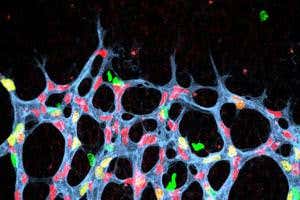 These neon-lit cells reveal new ways of preventing blindness