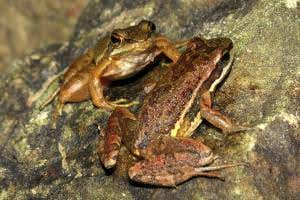 Zoologger: Kinky frogs build secret underwater sex chambers