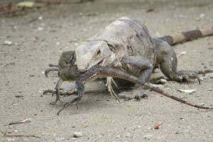 Rare cannibal iguana caught snacking on a juicy juvenile