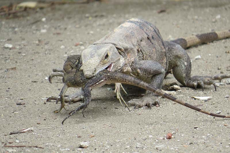 New Scientist. Science news and long reads from expert journalists, covering developments in science, technology, health and the environment on the website and the magazine.