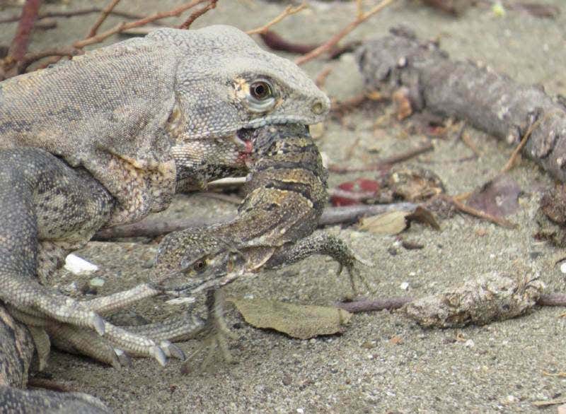 Rare cannibal iguana caught snacking on a juicy juvenile