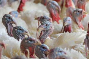 US farms hit by bird flu – but a vaccine might make things worse