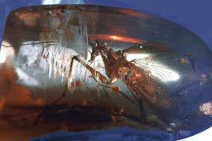 Predatory cockroach from dinosaur era found trapped in amber
