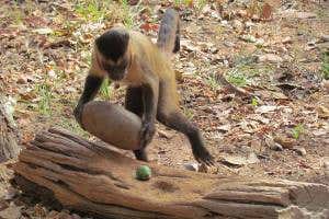 Capuchin monkeys rival chimps as highly skilled nut-crackers