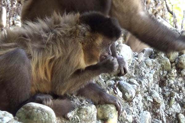 Monkey made a nose pick