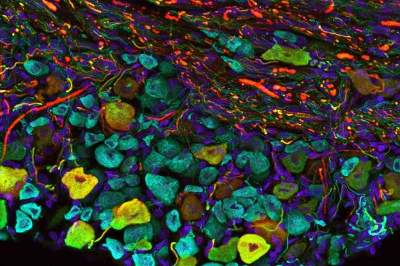 New Scientist. Science news and long reads from expert journalists, covering developments in science, technology, health and the environment on the website and the magazine.