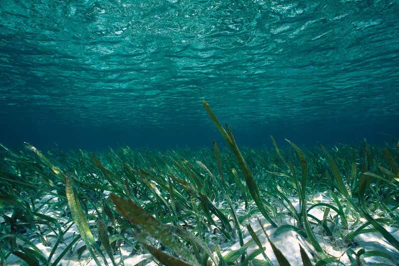 Underwater scene showing sandy bed with plants and surface not far above