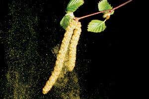 Hay fever: Are allergy seasons getting worse?