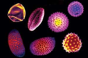 Hay fever: Do allergies change over time?