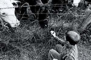 Hay fever: Can airborne allergies be cured?